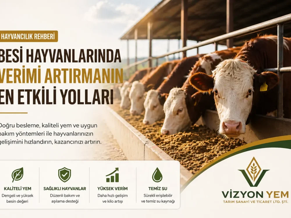 Besi Hayvanlarında Verimi Artırmanın En Etkili Yolları
