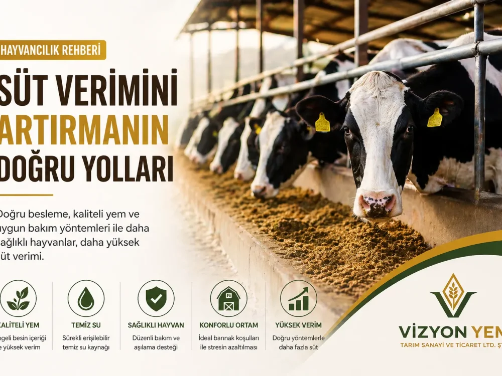 Süt Verimini Artırmak İçin Doğru Besleme ve Bakım Yöntemleri