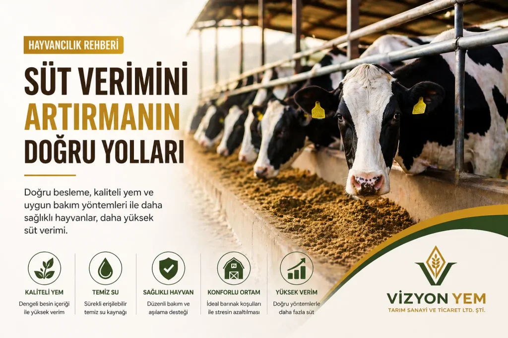 Anasayfa 21 Süt Verimini Artırmak