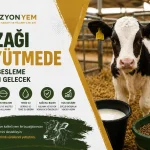 buzağı büyütme