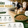 doğru yem nasıl seçilir